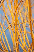 CLOSE UP PLANT PORTRAIT OF BARK OF SALIX ALBA GOLDEN NESS - AGM - WILLOW. FROST, WINTER, FROSTED, JANUARY, SHRUB, YELLOW, GOLD, DECIDUOUS, BRANCH