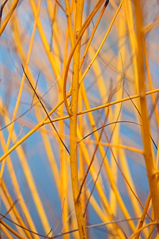 CLOSE_UP_PLANT_PORTRAIT_OF_BARK_OF_SALIX_ALBA_GOLDEN_NESS__AGM__WILLOW_FROST_WINTER_FROSTED_JANUARY_
