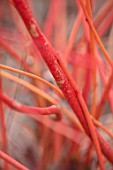 CLOSE UP PLANT PORTRAIT OF BARK OF CORNUS SANGUINEA ANNYS WINTER ORANGE - JANUARY, SHRUB, DECIDUOUS, BRANCH. RED, ORANGE, STEM, BUD