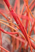 CLOSE UP PLANT PORTRAIT OF BARK OF CORNUS SANGUINEA ANNYS WINTER ORANGE - JANUARY, SHRUB, DECIDUOUS, BRANCH. RED, ORANGE, STEM, BUD