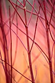 CLOSE UP PLANT PORTRAIT OF BARK OF CORNUS ALBA SIBIRICA RUBY - FEBRUARY, SHRUB, DECIDUOUS, BRANCH. ORANGE, STEM, BUD