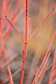 CLOSE UP PLANT PORTRAIT OF BARK OF CORNUS SANGUINEA MAGIC FLAME - FEBRUARY, SHRUB, DECIDUOUS, BRANCH, STEM, BUD, ORANGE