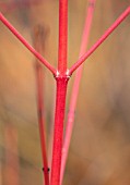 CLOSE UP PLANT PORTRAIT OF BARK OF CORNUS SANGUINEA MAGIC FLAME - FEBRUARY, SHRUB, DECIDUOUS, BRANCH, STEM, BUD, ORANGE