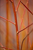 CLOSE UP PLANT PORTRAIT OF BARK OF WILLOW - SALIX ALBA VAR. VITELLINA YELVERTON - FEBRUARY, SHRUB, DECIDUOUS, BRANCH, STEM, BUD, ORANGE, BROWN