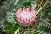 CLOSE UP PLANT PORTRAIT OF THE BUD OF PROTEA CYNAROIDES, KING PROTEA, TROPICAL, EXOTIC, TEXTURES, PETALS, PINK, FLOWERS, FLOWERING, PALE, PASTEL