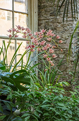 ABERGLASNEY_GARDENS_CAMARTHENSHIRE_WALES_THE_NINFARIUM__ORCHID_GROWING_BY_WINDOW_RUINS_SUB_TROPICAL_