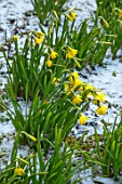 ABERGLASNEY GARDENS, CAMARTHENSHIRE, WALES - CLOSE UP PLANT PORTRAIT OF NARCISSUS TETE - A - TETE IN SNOW. WINTER, BULBS, YELLOW, FLOWERS, EARLY SPRING, DAFFODILS