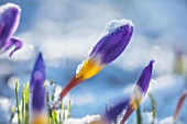 ABERGLASNEY GARDENS, CAMARTHENSHIRE, WALES - CLOSE UP PLANT PORTRAIT OF CROCUS SIEBERI TRICOLOR IN THE SNOW. FLOWERS, BLOOMS, BULBS, PURPLE, BLUE, YELLOW, GOLD, GOLDEN, WINTER