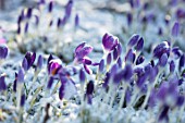 ABERGLASNEY GARDENS, CAMARTHENSHIRE, WALES - CLOSE UP PLANT PORTRAIT OF CROCUS TOMASINIANUS RUBY GIANT IN THE SNOW. FLOWERS, BLOOMS, BULBS, PURPLE, BLUE, WINTER