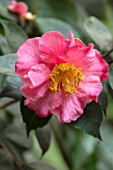 ABERGLASNEY GARDENS, CAMARTHENSHIRE, WALES - CLOSE UP PLANT PORTRAIT OF CAMELLIA RETICULATA BUDDHA IN THE NINFARIUM. PINK, FLOWERS, BLOOMS, YELLOW