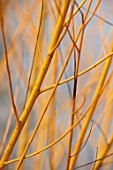 CLOSE UP PLANT PORTRAIT OF BARK OF SALIX ALBA GOLDEN NESS - AGM - WILLOW. FROST, WINTER, FROSTED, JANUARY, SHRUB, YELLOW, GOLD, DECIDUOUS, BRANCH