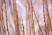 RHS GARDEN, WISLEY, SURREY: CLOSE UP PLANT PORTRAIT OF BARK OF SALIX BICOLOR. MARCH, WINTER, SHRUB, YELLOW, GOLD, DECIDUOUS, BRANCH, WILLOW