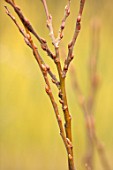 RHS GARDEN, WISLEY, SURREY: CLOSE UP PLANT PORTRAIT OF BARK OF SALIX BICOLOR. MARCH, WINTER, SHRUB, YELLOW, GOLD, DECIDUOUS, BRANCH, WILLOW