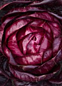 RHS GARDEN, WISLEY, SURREY: CLOSE UP PLANT PORTRAIT OF CHICORY GRUMOLE ROSSA. ABSTRACT, VEGETABLES, LEAVES, LEAF, BICOLORS