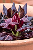 RHS GARDEN, WISLEY, SURREY: TERRACOTTA CONTAINER PLANTED WITH CHICORY ROSSA DI TREVISO. VEGETABLES, GROWING, LEAVES, FOLIAGE, LETTUCES