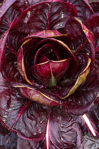 RHS_GARDEN_WISLEY_SURREY_CLOSE_UP_PLANT_PORTRAIT_OF_CHICORY_ROSSA_DI_TREVISO_VEGETABLES_GROWING_LEAV
