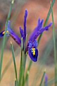 RHS GARDEN, WISLEY, SURREY: CLOSE UP PLANT PORTRAIT OF BLUE, PURPLE FLOWER OF IRIS RETICULATA  J.S.DIJT. BULBS, FLOWERING, FLOWERS, WINTER, PETALS