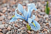 RHS GARDEN, WISLEY, SURREY: CLOSE UP PLANT PORTRAIT OF PALE BLUE FLOWER OF IRIS RETICULATA SHEILA ANN GERMANEY. BULBS, FLOWERING, FLOWERS, WINTER, PETALS
