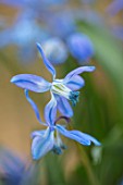 RHS GARDEN, WISLEY, SURREY: CLOSE UP PLANT PORTRAIT OF PALE BLUE FLOWER OF SCILLA SIBERICA. BULBS, FLOWERING, FLOWERS, WINTER, PETALS