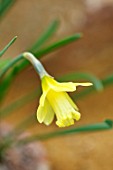 RHS GARDEN, WISLEY, SURREY: CLOSE UP PLANT PORTRAIT OF PALE YELLOW DAFFODIL, NARCISSUS GIPSY QUEEN. BULBS, FLOWERING, FLOWERS, WINTER, PETALS
