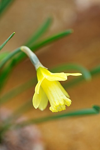 RHS_GARDEN_WISLEY_SURREY_CLOSE_UP_PLANT_PORTRAIT_OF_PALE_YELLOW_DAFFODIL_NARCISSUS_GIPSY_QUEEN_BULBS