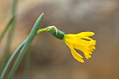 RHS GARDEN, WISLEY, SURREY: CLOSE UP PLANT PORTRAIT OF YELLOW DAFFODIL, NARCISSUS ASTURIENSIS - AGM - BULBS, FLOWERING, FLOWERS, WINTER, PETALS