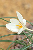 RHS GARDEN, WISLEY, SURREY: CLOSE UP PLANT PORTRAIT OF WHITE FLOWER OF CROCUS CHRYSANTHUS WHITE - FLOWERED. BULBS, FLOWERING, FLOWERS, WINTER, PETALS