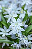 RHS GARDEN, WISLEY, SURREY: CLOSE UP PLANT PORTRAIT OF PALE BLUE FLOWERS OF SCILLA MISCHTSCHENKOANA ZWANENBURG. BULBS, FLOWERING, WINTER, PETALS