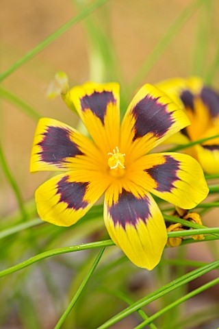 RHS_GARDEN_WISLEY_SURREY_CLOSE_UP_PLANT_PORTRAIT_OF_YELLOW_GOLD_RED_FLOWERS_OF_ROMULEA_TORTUOSA_BULB