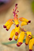 RHS GARDEN, WISLEY, SURREY: CLOSE UP PLANT PORTRAIT OF YELLOW, BROWN, RED  FLOWERS OF LACHANALIA NAMAKWA ( AFRICAN BEAUTY SERIES ). BULBS, FLOWERING, WINTER, PETALS, CAPE COWSLIP