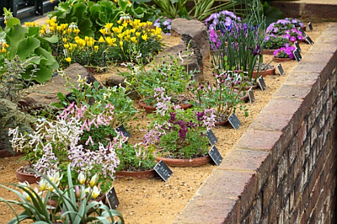 RHS_GARDEN_WISLEY_SURREY_THE_ALPINE_HOUSE_IN_MARCH__TERRACOTTA_CONTAINERS_IN_SAND_PLANTED_WITH_CORYD