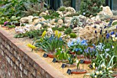 RHS GARDEN, WISLEY, SURREY: THE ALPINE HOUSE IN MARCH - TERRACOTTA CONTAINERS IN SAND PLANTED WITH MUSCARI. ALPINES, RAISED BEDS, BULBS