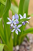 RHS GARDEN, WISLEY, SURREY: CLOSE UP PLANT PORTRAIT OF PALE BLUE FLOWERS OF SCILLA MONOPHYLLOS VAR. TINGITANA. BULBS, FLOWERING, WINTER, PETALS