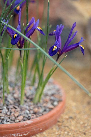 RHS_GARDEN_WISLEY_SURREY_TERRACOTTA_CONTAINER_PLANTED_WITH_BLUE_PURPLE_FLOWERS_OF_IRIS_RETICULATA_JS