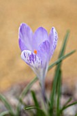 RHS GARDEN, WISLEY, SURREY: CLOSE UP PLANT PORTRAIT OF THE BLUE, PURPLE FLOWERS OF CROCUS WANDERING MINSTREL. BULBS, FLOWERING, WINTER, PETALS