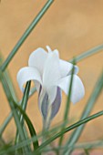RHS GARDEN, WISLEY, SURREY: CLOSE UP PLANT PORTRAIT OF THE WHITE, GREY FLOWERS OF CROCUS BIFLORUS SUBSP. WELDENII FAIRY. BULBS, FLOWERING, WINTER, PETALS