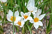 RHS GARDEN, WISLEY, SURREY: CLOSE UP PLANT PORTRAIT OF THE WHITE, YELLOW FLOWERS OF CROCUS X JESSOPPIAE. BULBS, FLOWERING, WINTER, PETALS