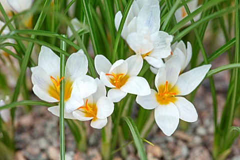 RHS_GARDEN_WISLEY_SURREY_CLOSE_UP_PLANT_PORTRAIT_OF_THE_WHITE_YELLOW_FLOWERS_OF_CROCUS_X_JESSOPPIAE_