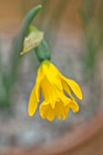 RHS GARDEN, WISLEY, SURREY: CLOSE UP PLANT PORTRAIT OF YELLOW FLOWER OF DAFFODIL - NARCISSUS ASTURIENSIS. BULBS, FLOWERING, WINTER, PETALS