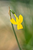 RHS GARDEN, WISLEY, SURREY: CLOSE UP PLANT PORTRAIT OF YELLOW FLOWER OF DAFFODIL - NARCISSUS DINAH ROSE. BULBS, FLOWERING, WINTER, PETALS