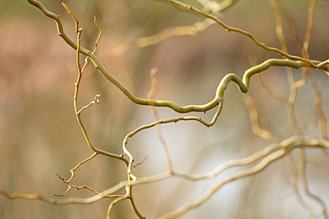 RHS_GARDEN_WISLEY_SURREY_CLOSE_UP_PLANT_PORTRAIT_OF_TWISTED_STEMS_BRANCHES_OF_SALIX_VANSTONES_GOLD_W