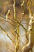RHS GARDEN, WISLEY, SURREY: CLOSE UP PLANT PORTRAIT OF TWISTED STEMS, BRANCHES OF SALIX VANSTONES GOLD. WILLOW, BARK,, WINTER, MARCH