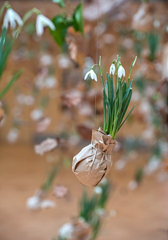 RHS_LONDON_EARLY_SPRING_PLANT_SHOW_LINDLEY_HALL_FEBRUARY_PAPER_WRAPPED_GALANTHUS_NIVALIS_SNOWDROPS_S
