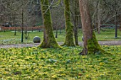 ABLINGTON MANOR, GLOUCESTERSHIRE: ACONITES, SNOWDROPS, CROCUS TOMASINIANUS IN MOSS. EARLY SPRING, LATE WINTER, FEBRUARY, BULBS, FLOWERS, YELLOW, PURPLE