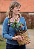 TWELVE NUNNS, LINCOLNSHIRE: OWNER PENNY DAWSON HOLDING A PINK HARVINGTON HELLEBORE IN CONTAINER