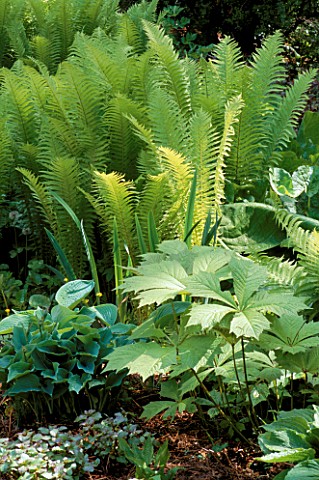 FERNS_IN_SHADE_MATTEUCCIA_STRUTHIOPTERIS_WITH_RODGERSIA_PODOPHYLLA_AND_HYBRID_LYSICHITON