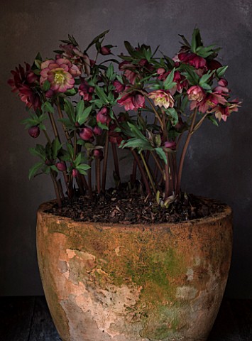 TWELVE_NUNNS_LINCOLNSHIRE__STILL_LIFE_OF_CONTAINER_WITH_HELLEBORUS_HARVINGTON_DOUBLE_RED_APRICOT_FLO