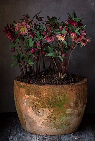 TWELVE_NUNNS_LINCOLNSHIRE__STILL_LIFE_OF_CONTAINER_WITH_HELLEBORUS_HARVINGTON_DOUBLE_RED_APRICOT_FLO