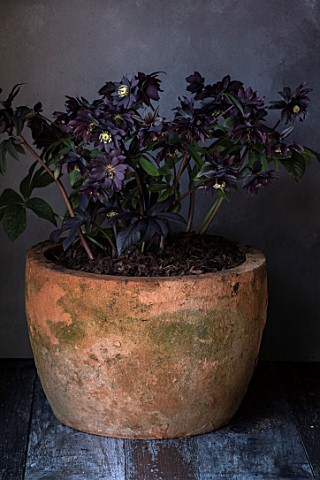TWELVE_NUNNS_LINCOLNSHIRE__STILL_LIFE_OF_CONTAINER_WITH_HELLEBORUS_HARVINGTON_DOUBLE_CHOCOLATE__FLOW