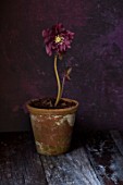 TWELVE NUNNS, LINCOLNSHIRE:  STILL LIFE OF CONTAINER WITH HELLEBORUS ORIENTALIS HYBRIDS HARVINGTON DOUBLE RED, FLOWERS, FLOWERING, PERENNIALS